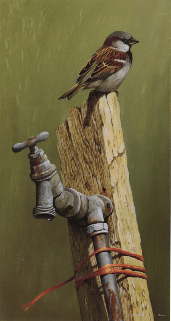 "The Last Drop" (House Sparrow) by Terance James Bond