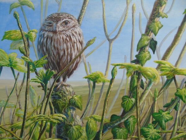 "New Leaves" (Little Owl) by Mark Chester