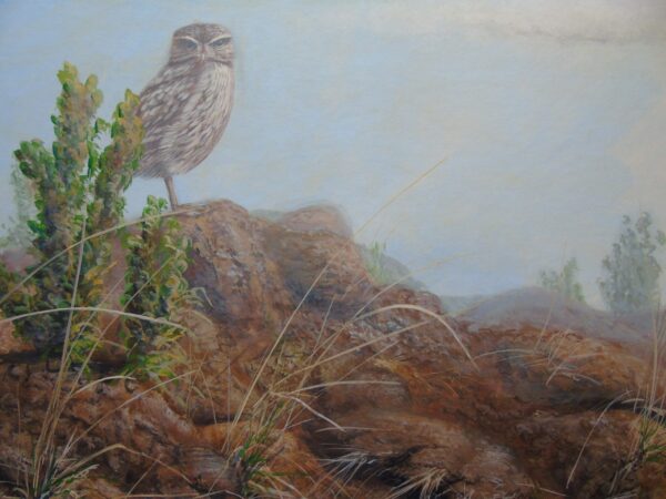 "Desert Outcrop" (Burrowing Owl" by Mark Chester