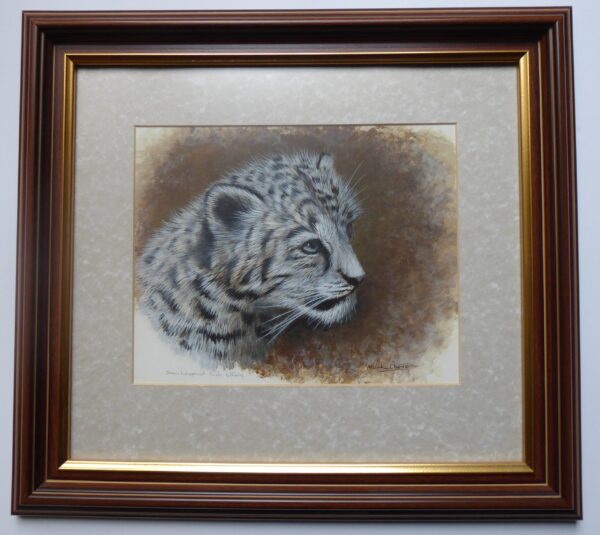 Snow Leopard Cub Study by Mark Chester