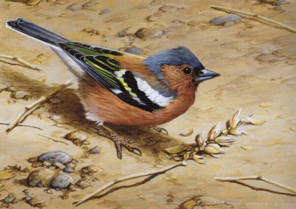 "Chaffinch" by Terance James Bond