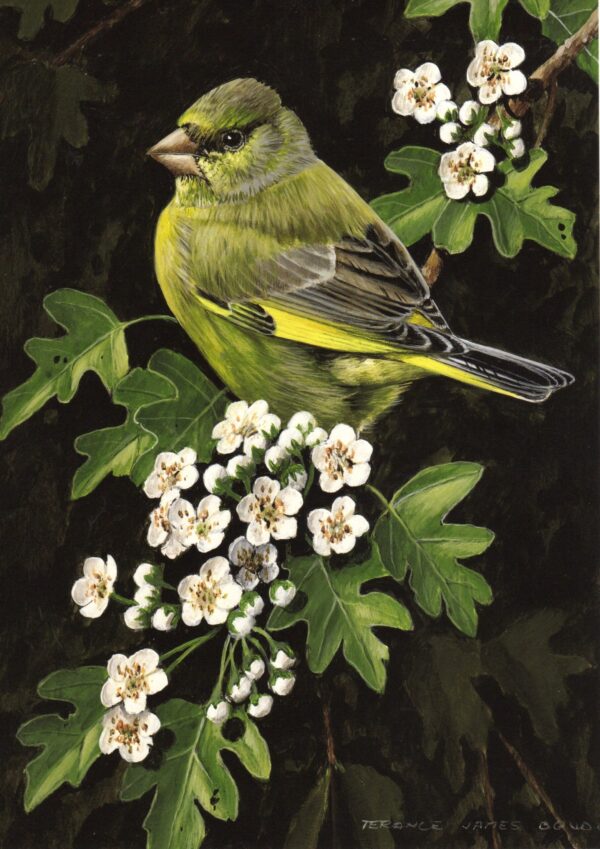 "Greenfinch" by Terance James Bond