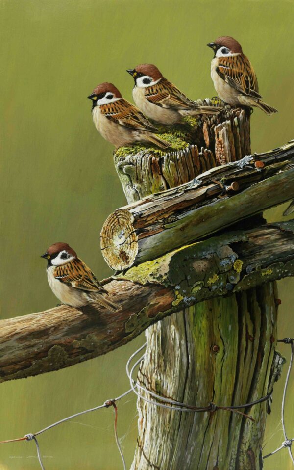 "Quartet" (Tree Sparrows) by Terance James Bond-Legacy Series