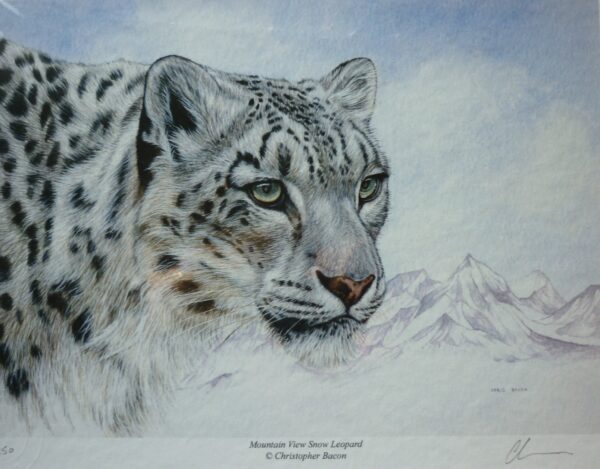 "Mountain View" (Snow Leopard) by Christopher Bacon