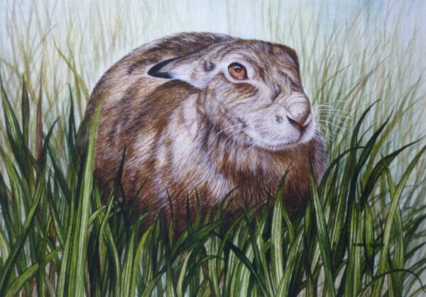 "Resting Hare" by Christopher Bacon