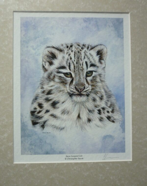 "Snow Leopard Cub" by Christopher Bacon