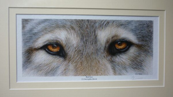 "Wolf Eyes" by Christopher Bacon