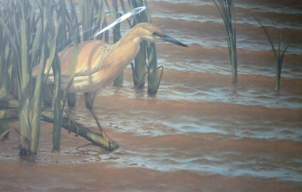 "Squacco Heron" by Chris Rose