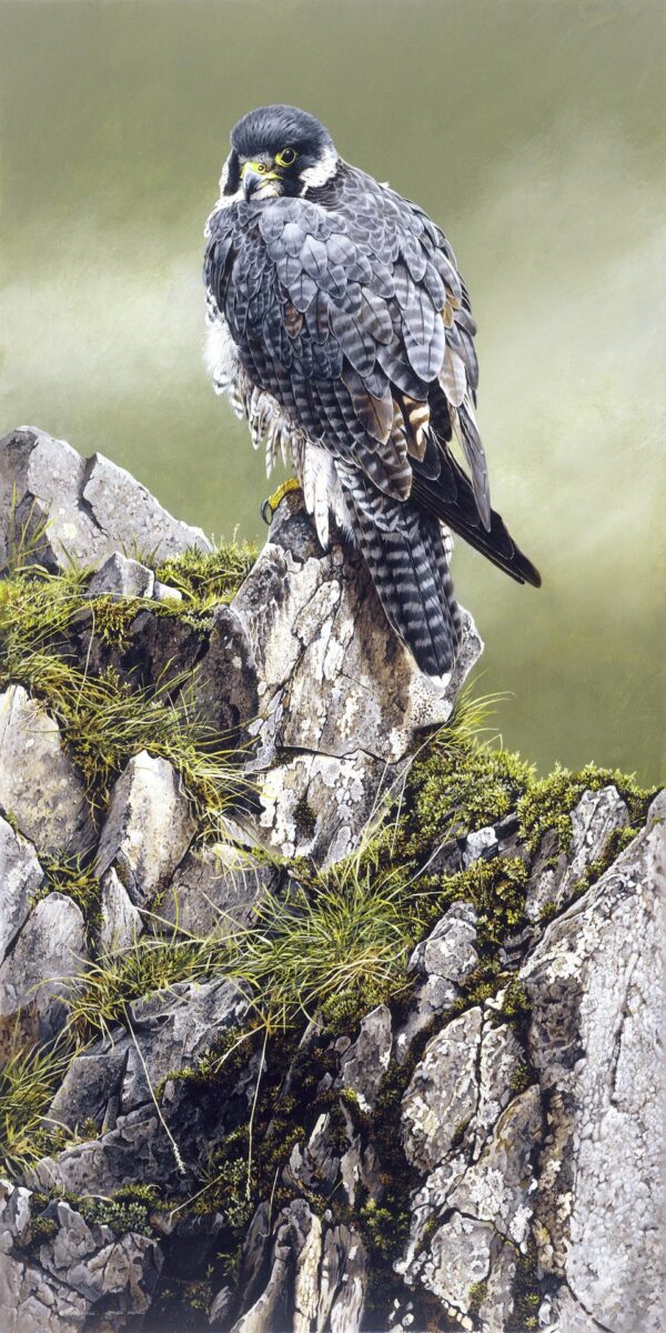 Peregrine Poised by Terance James Bond