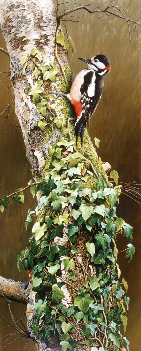 Great Spotted Woodpecker by Terance James Bond