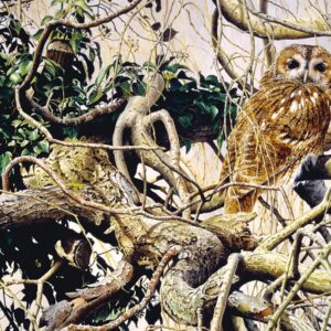 Tawny Owl by Terance James Bond