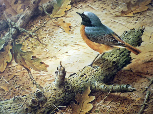 Redstart by Terance James Bond