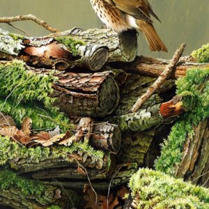 Song Thrush by Terance James Bond