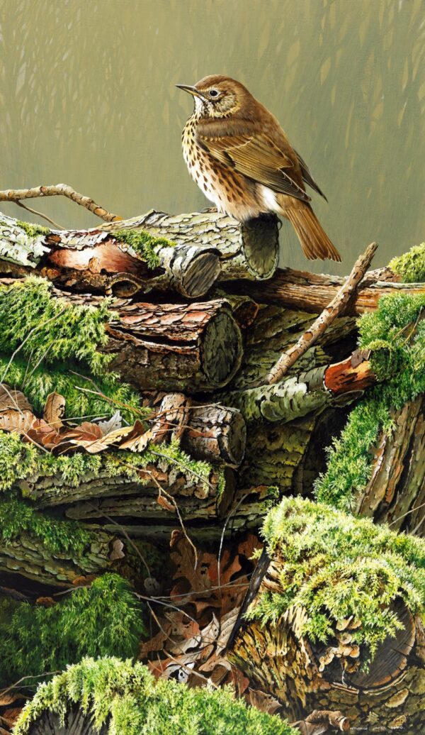 Song Thrush by Terance James Bond