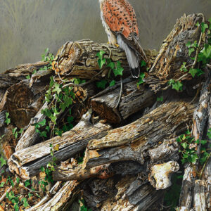 Top of the Pile (European Kestrel) by Terance James Bond