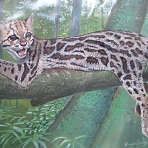 Margay by Kenneth Smith