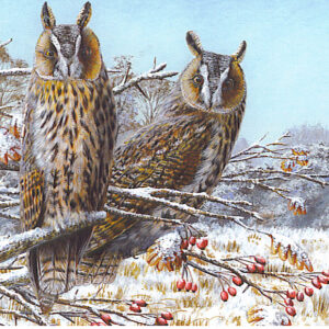 Long-eared Owls - Card Pack