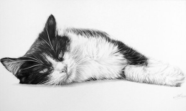 Lazy Days by Maria Brown - Your Cat?