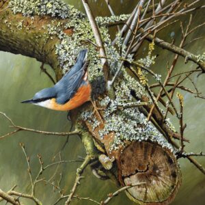 Nuthatch by Terance James Bond