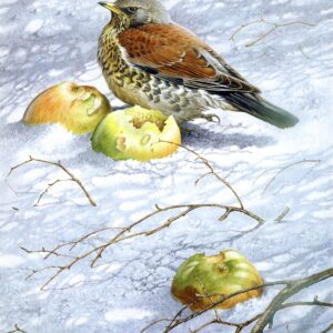 Fieldfare by Terance James Bond