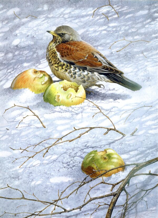 Fieldfare by Terance James Bond