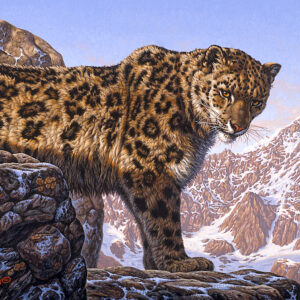 Top of the World (Snow Leopard)