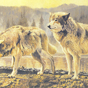 Misty Morning Wolves