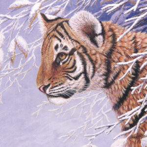 Winter Tiger by Mark Chester