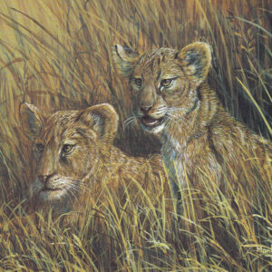 Lion Cubs by Mark Chester