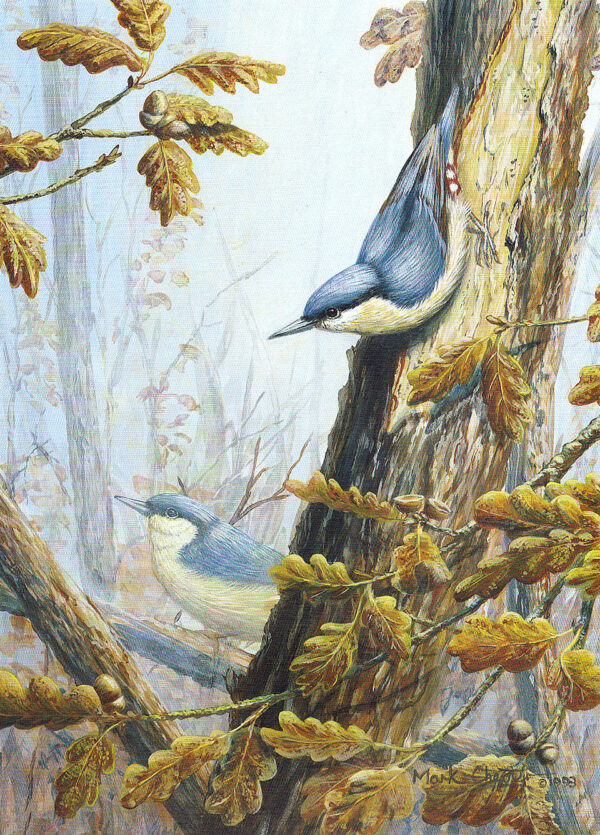 Nuthatches by Mark Chester