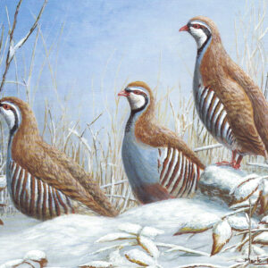 Red-Legged Partridges by Mark Chester