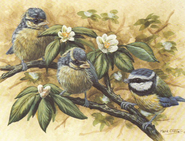 Young Blue Tits by Mark Chester