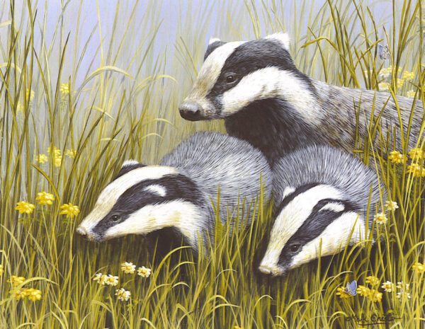 Badger Trio by Mark Chester