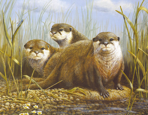 Otter Trio by Mark Chester