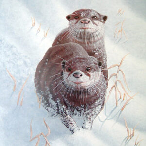 Snow Otters by Mark Chester