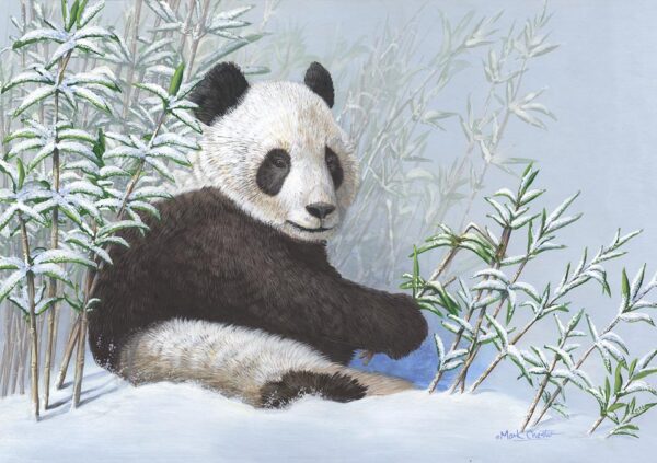 Giant Panda by Mark Chester