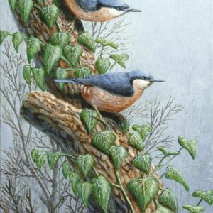 Nuthatches by Mark Chester