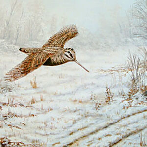 Winter Flight (Woodcock) by Mark Chester